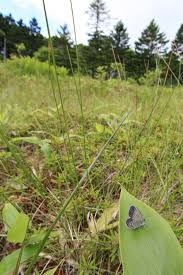 Attēlu rezultāti vaicājumam “Vacciniina optilete underside”