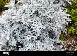 Image result for Cineraria maritima