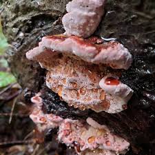 Attēlu rezultāti vaicājumam “Fomitopsis rosea”