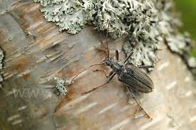 Attēlu rezultāti vaicājumam “Oxymirus cursor female”