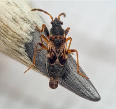 Attēlu rezultāti vaicājumam “Scolopostethus thomsoni”