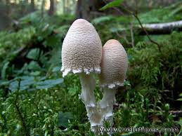 Attēlu rezultāti vaicājumam “Lepiota clypeolaria”