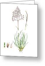 Attēlu rezultāti vaicājumam “Deschampsia flexuosa”