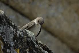 Image result for Ptyonoprogne rupestris