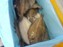 Image result for Glyptocephalus cynoglossus