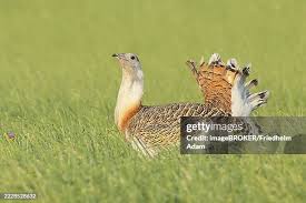 Image result for Otis tarda