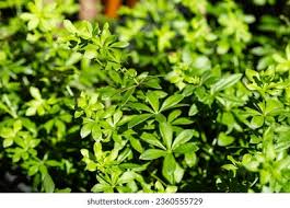 Attēlu rezultāti vaicājumam “Galium odoratum leaf”