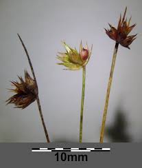 Attēlu rezultāti vaicājumam “Juncus capitatus”