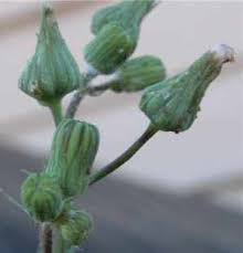Attēlu rezultāti vaicājumam “Sonchus oleraceus bud”