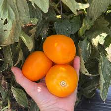 Afbeeldingsresultaat voor blushing yellow tomato