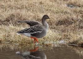 Attēlu rezultāti vaicājumam “Anser serrirostris”
