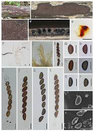 Attēlu rezultāti vaicājumam “Hypoxylon vogesiacum”