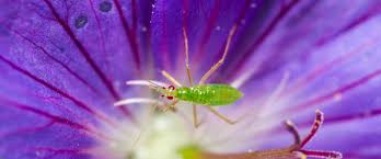 Attēlu rezultāti vaicājumam “Dicyphus nymph”