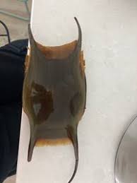 Image result for Raja brachyura