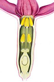 Attēlu rezultāti vaicājumam “Daphne mezereum flower”