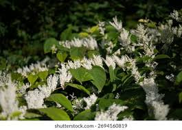 Attēlu rezultāti vaicājumam “Reynoutria japonica flower”