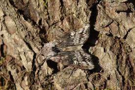 Attēlu rezultāti vaicājumam “Lithomoia solidaginis”