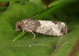 Attēlu rezultāti vaicājumam “Spilonota ocellana”