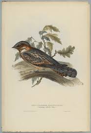 Image result for Caprimulgus ruficollis