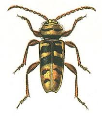 Attēlu rezultāti vaicājumam “Plagionotus detritus”