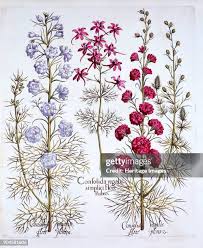 Attēlu rezultāti vaicājumam “Consolida regalis”