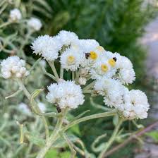Attēlu rezultāti vaicājumam “Anaphalis margaritacea flower”