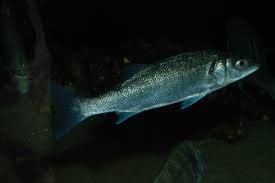 Image result for Dicentrarchus labrax