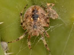 Attēlu rezultāti vaicājumam “Aranei”