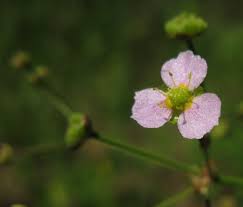 Attēlu rezultāti vaicājumam “Alisma lanceolatum”