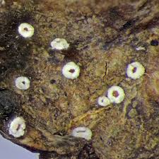 Attēlu rezultāti vaicājumam “Petractis sp.”