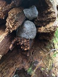 Attēlu rezultāti vaicājumam “Tubifera magna”