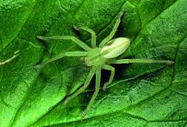 Attēlu rezultāti vaicājumam “Micrommata virescens”