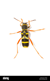 Attēlu rezultāti vaicājumam “Clytus arietis”