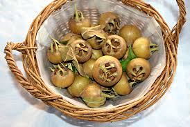 Attēlu rezultāti vaicājumam “Mespilus germanica fruit”