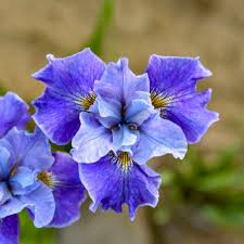 Attēlu rezultāti vaicājumam “Iris sibirica flower”