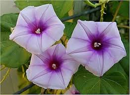 Image result for Ipomoea Lavender