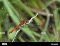 Attēlu rezultāti vaicājumam “Sympetrum sanguineum male”