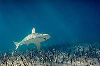 Image result for Carcharhinus acronotus