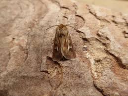 Attēlu rezultāti vaicājumam “Cerapteryx graminis”