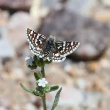 Attēlu rezultāti vaicājumam “Pyrgus serratulae upperside”