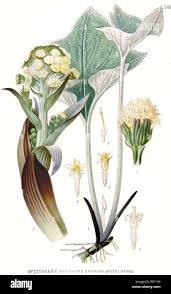 Attēlu rezultāti vaicājumam “Petasites spurius flower”