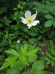 Image result for Anemonenarten