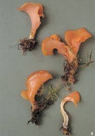 Attēlu rezultāti vaicājumam “Tremiscus helvelloides”