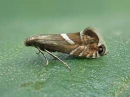 Attēlu rezultāti vaicājumam “Glyphipterigidae”