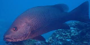 Image result for Lutjanus alexandrei