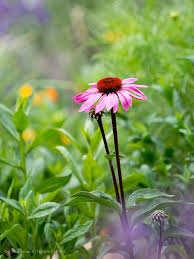 Image result for roter Sonnenhut