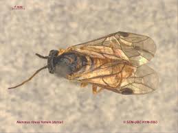 Attēlu rezultāti vaicājumam “Nematus ribesii”