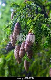 Attēlu rezultāti vaicājumam “Pinus mugo fruit”