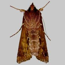 Attēlu rezultāti vaicājumam “Autographa pulchrina”