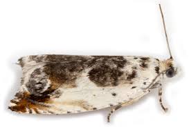 Attēlu rezultāti vaicājumam “Ancylis laetana”